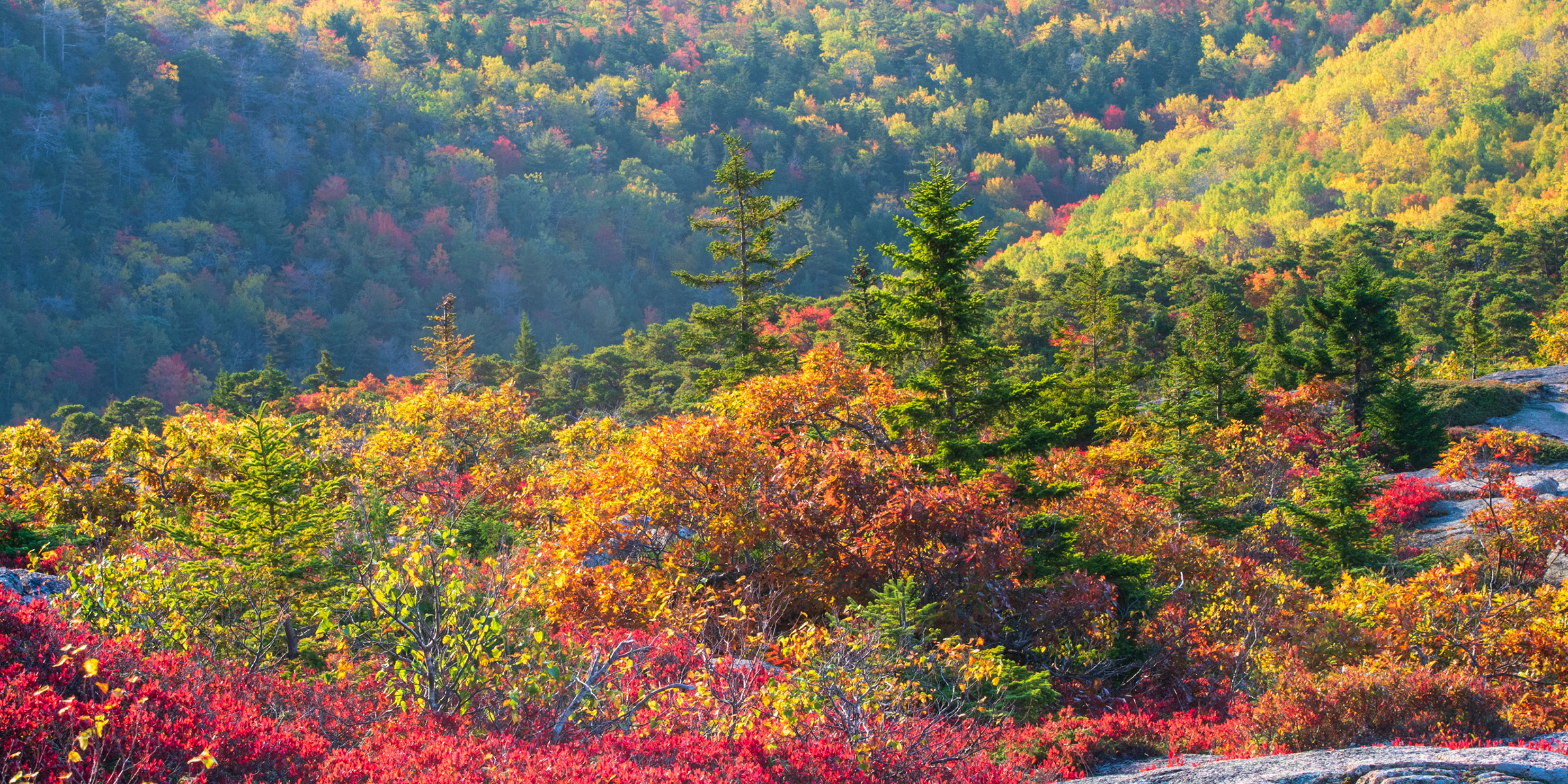 mountain top view of foliage in the fall